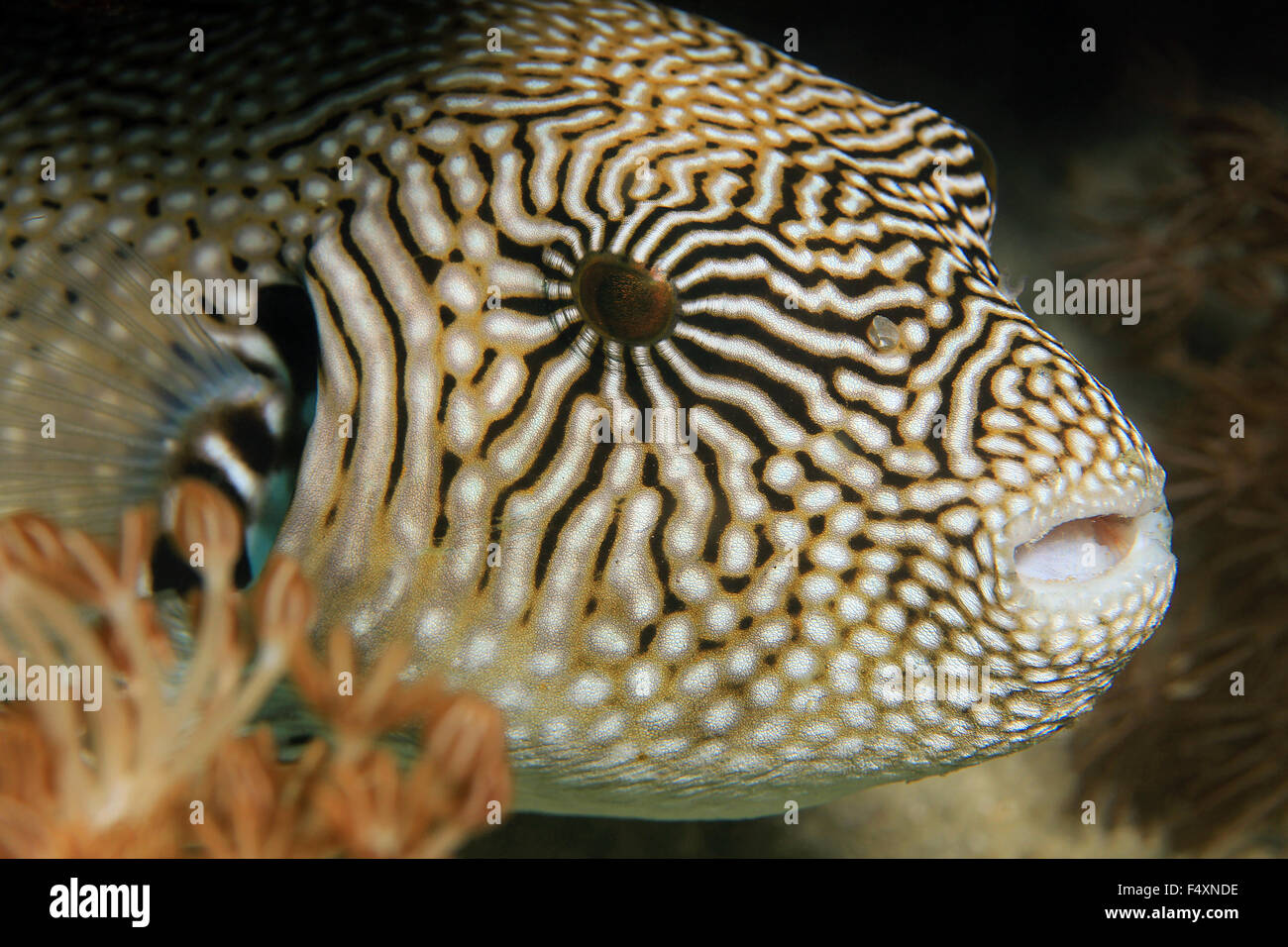 Close-up of a Map Pufferfish (Arothron Mappa). Komodo, Indonesia Stock Photo