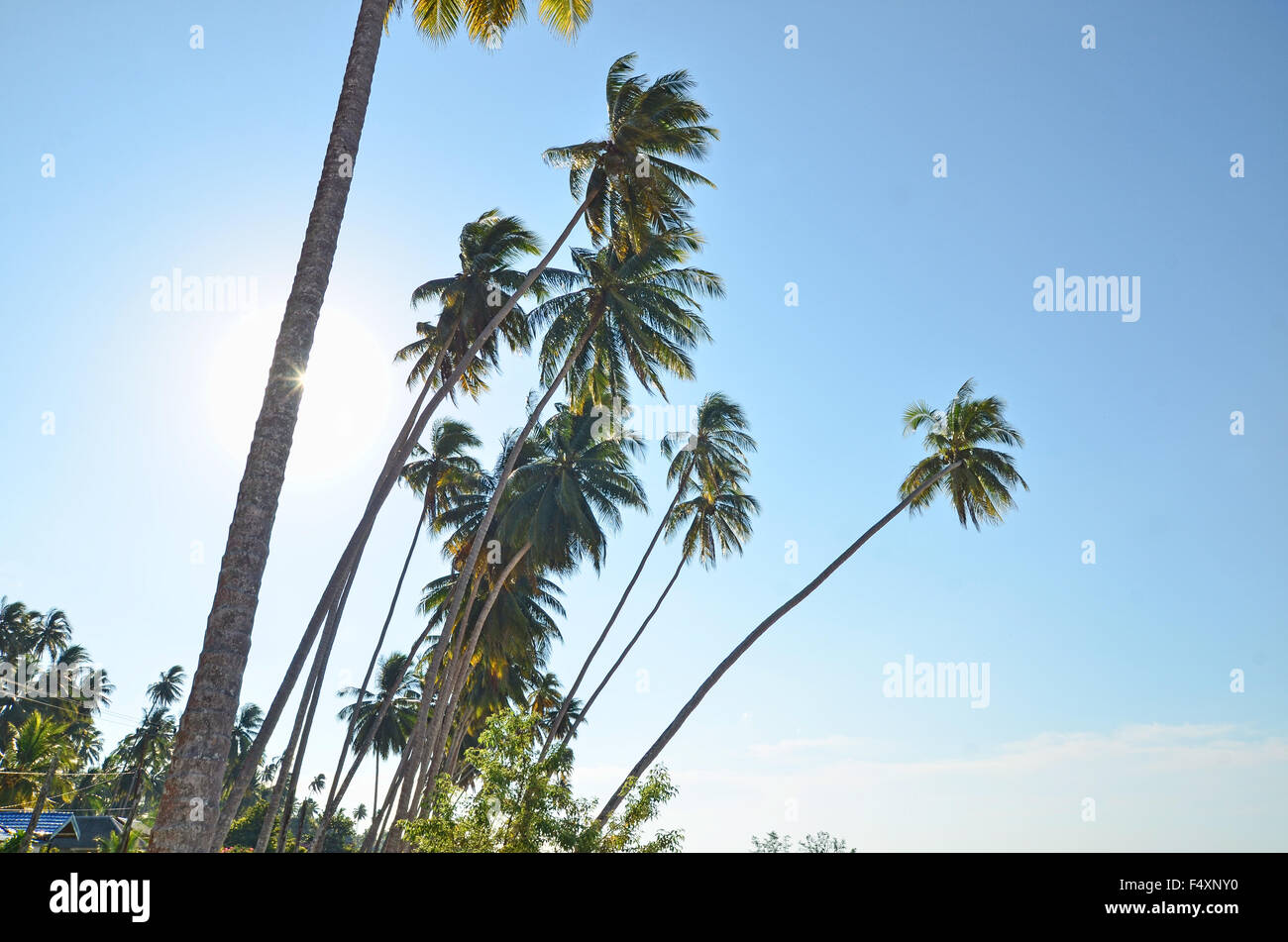 Coconut trees by the beach Stock Photo