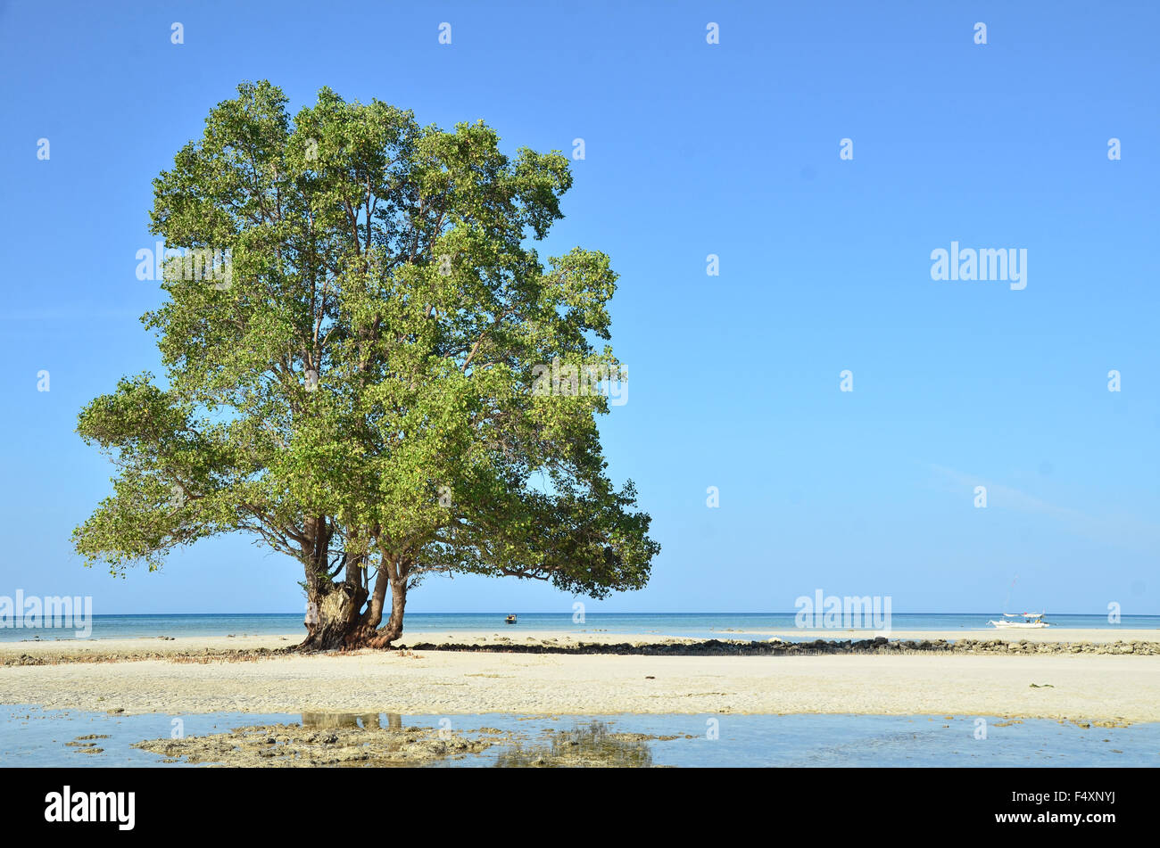 Lone tree by the beach in Biduk-Biduk Stock Photo