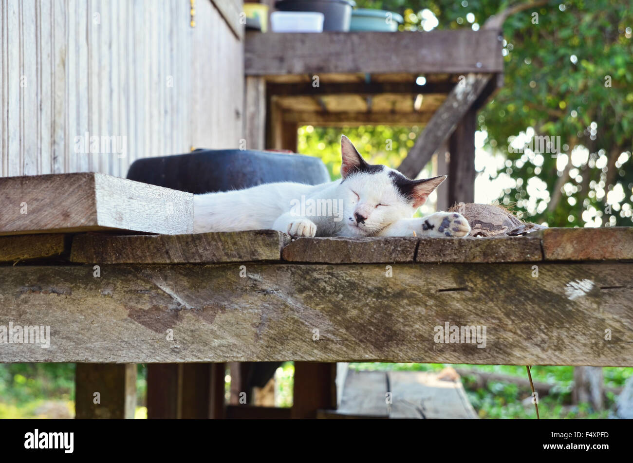 Sleeping cat on the stilt house Stock Photo
