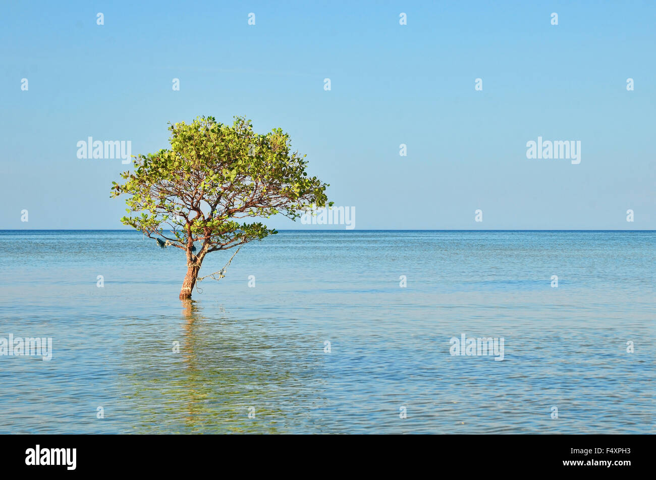 Lone tree by the beach in Biduk-Biduk Stock Photo