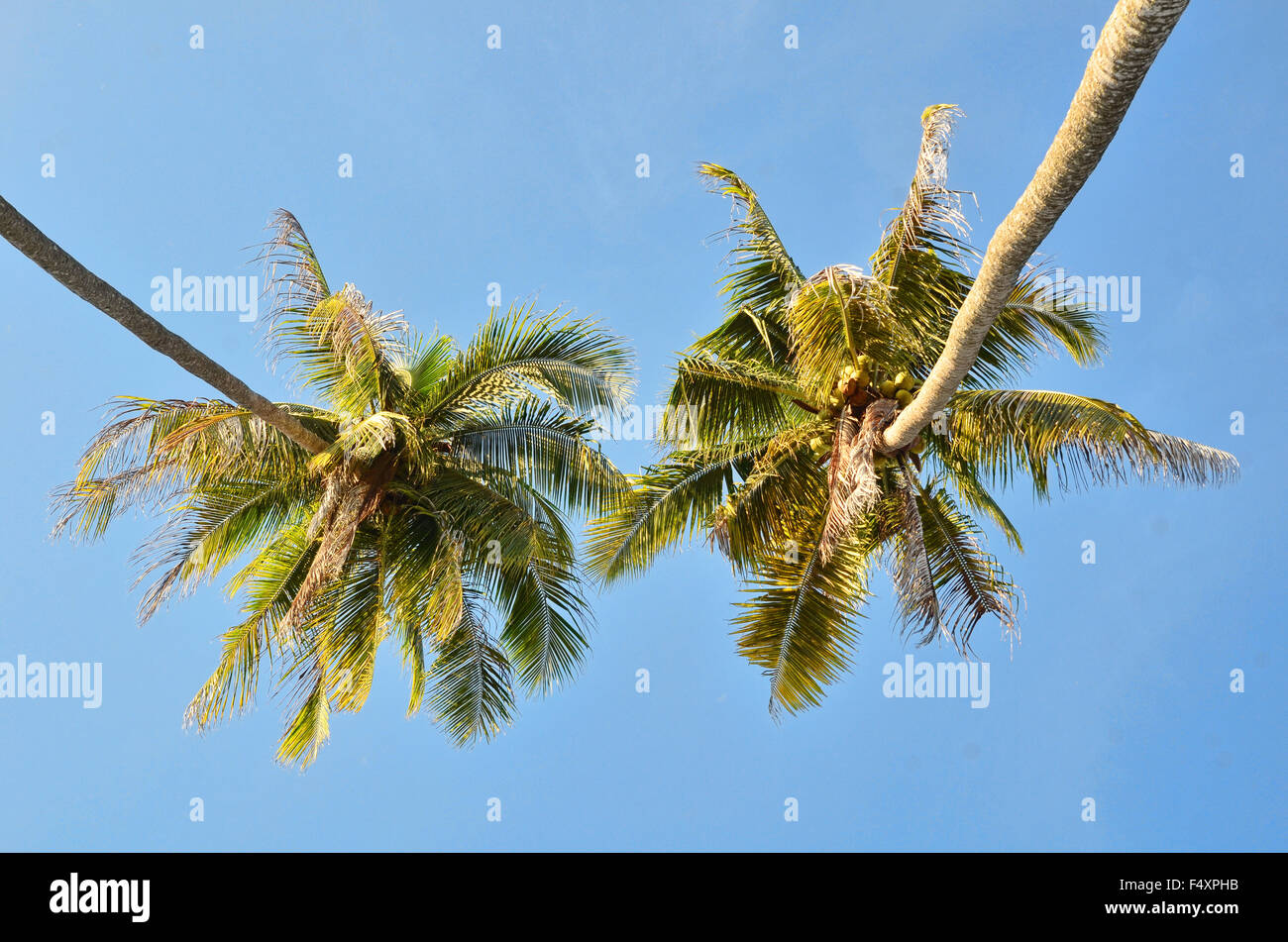 Two coconut trees from below Stock Photo
