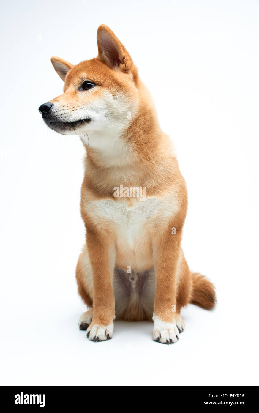 Qute and adorable shiba inu puppy on pure white background Stock Photo -  Alamy