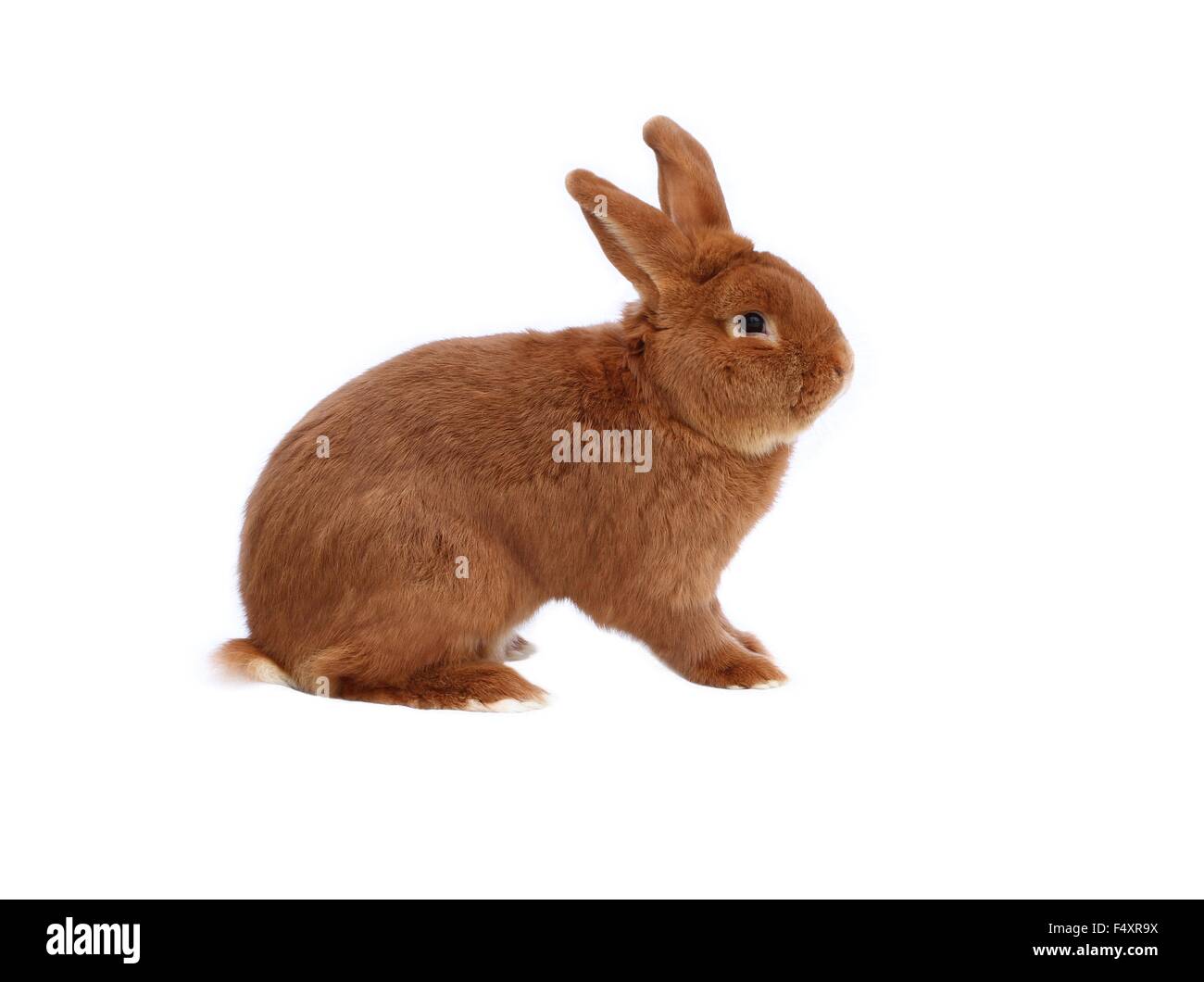 New Zealand purebred red rabbit on white background Stock Photo - Alamy