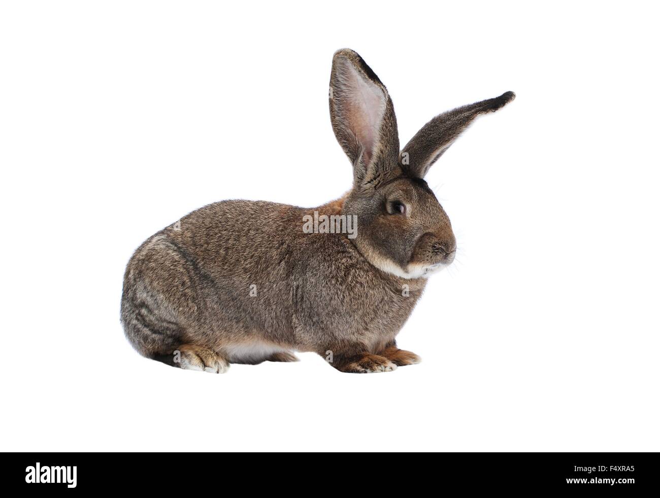 Purebred rabbit Belgian Giant on white background Stock Photo