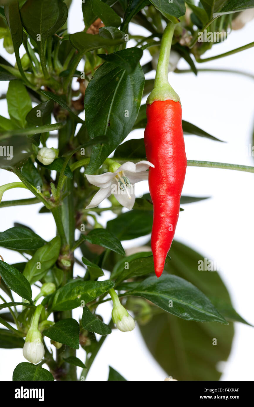 young seedling of chili pepper on white background Stock Photo
