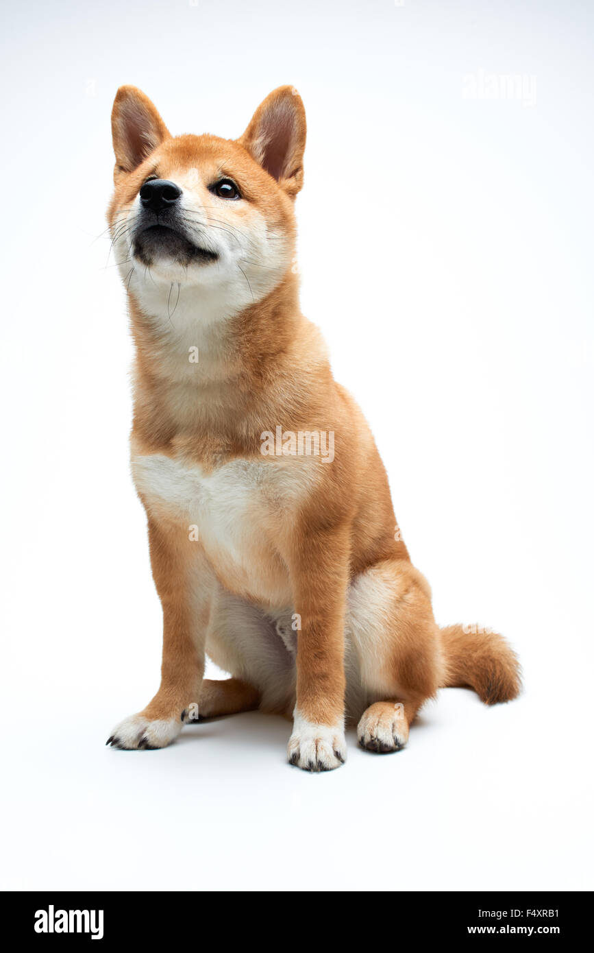 Pure white shiba inu 2025