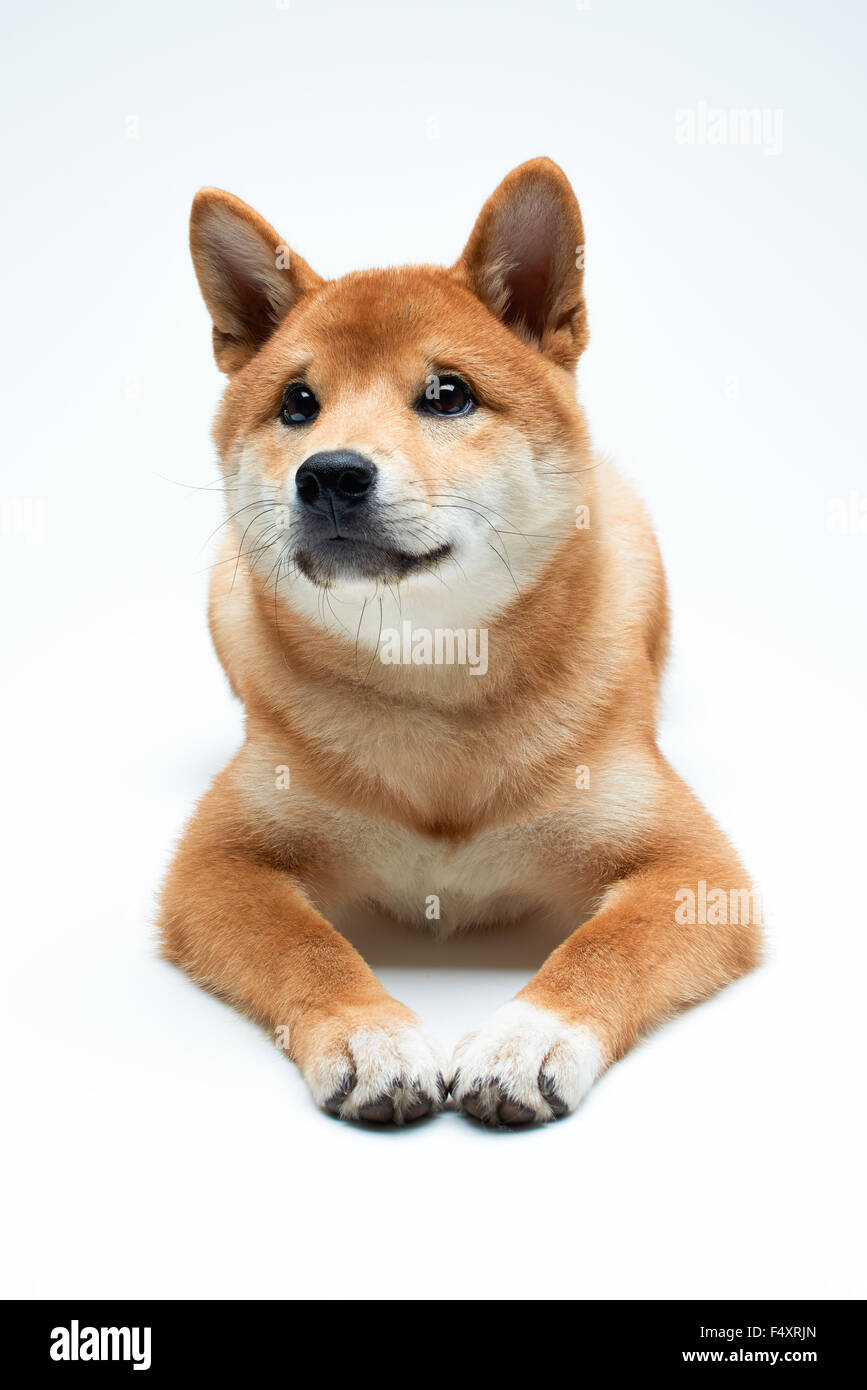 Qute and adorable shiba inu puppy on pure white background Stock