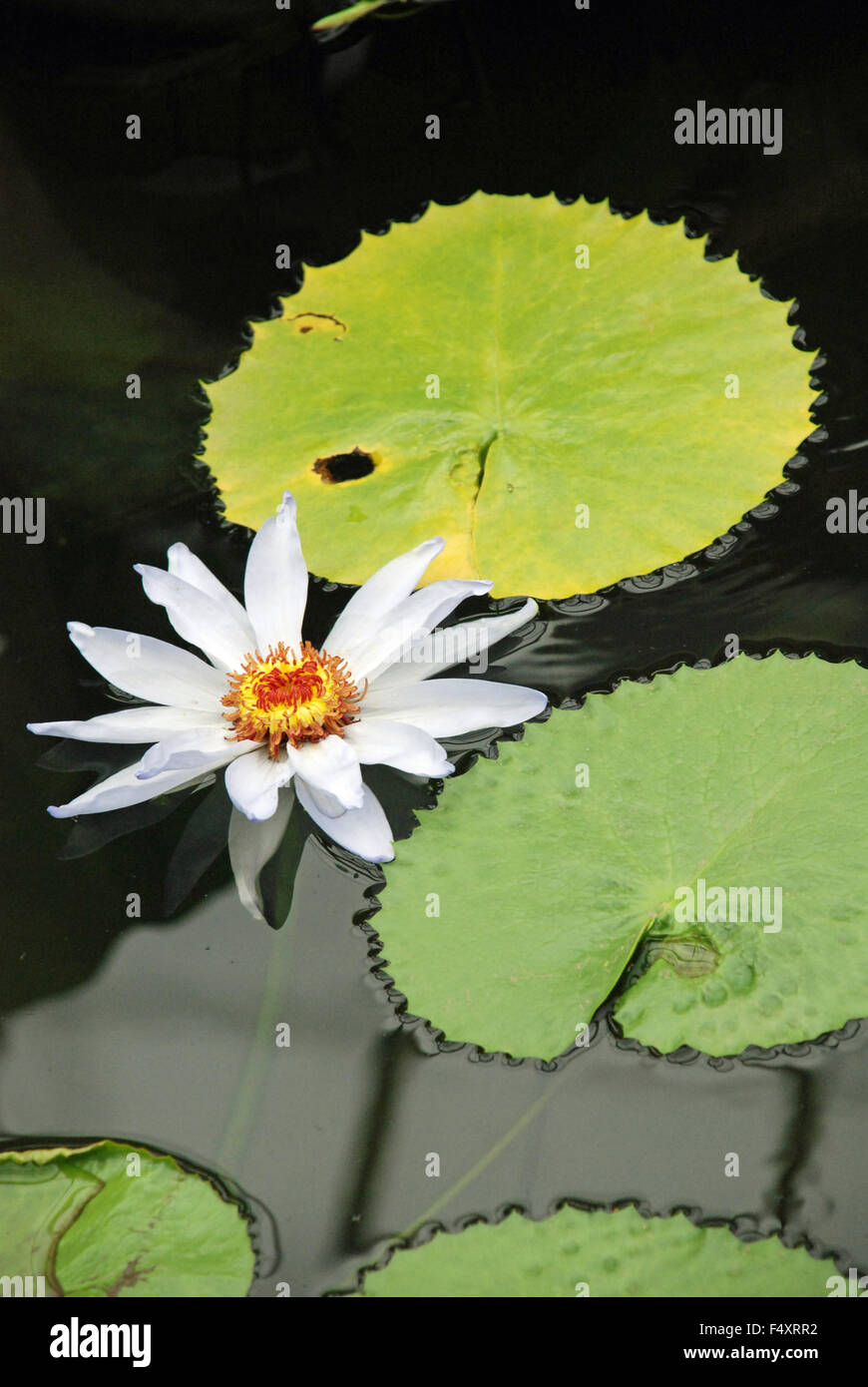 White water lily inside pond at Kew Botanical Gardens in London