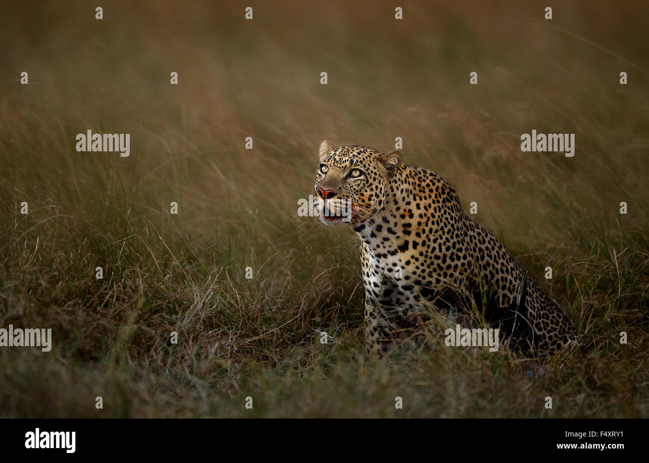 LEOPARD AND BLOOD ! Leopard's best photo captured ! Stock Photo