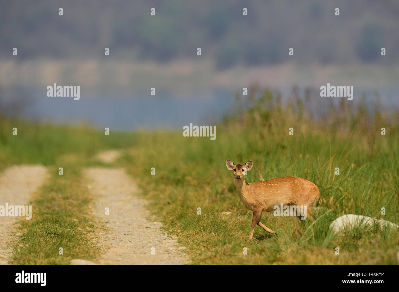 HOG DEER ! Beautiful habitat of the rarest hog deer ! Stock Photo Alamy
