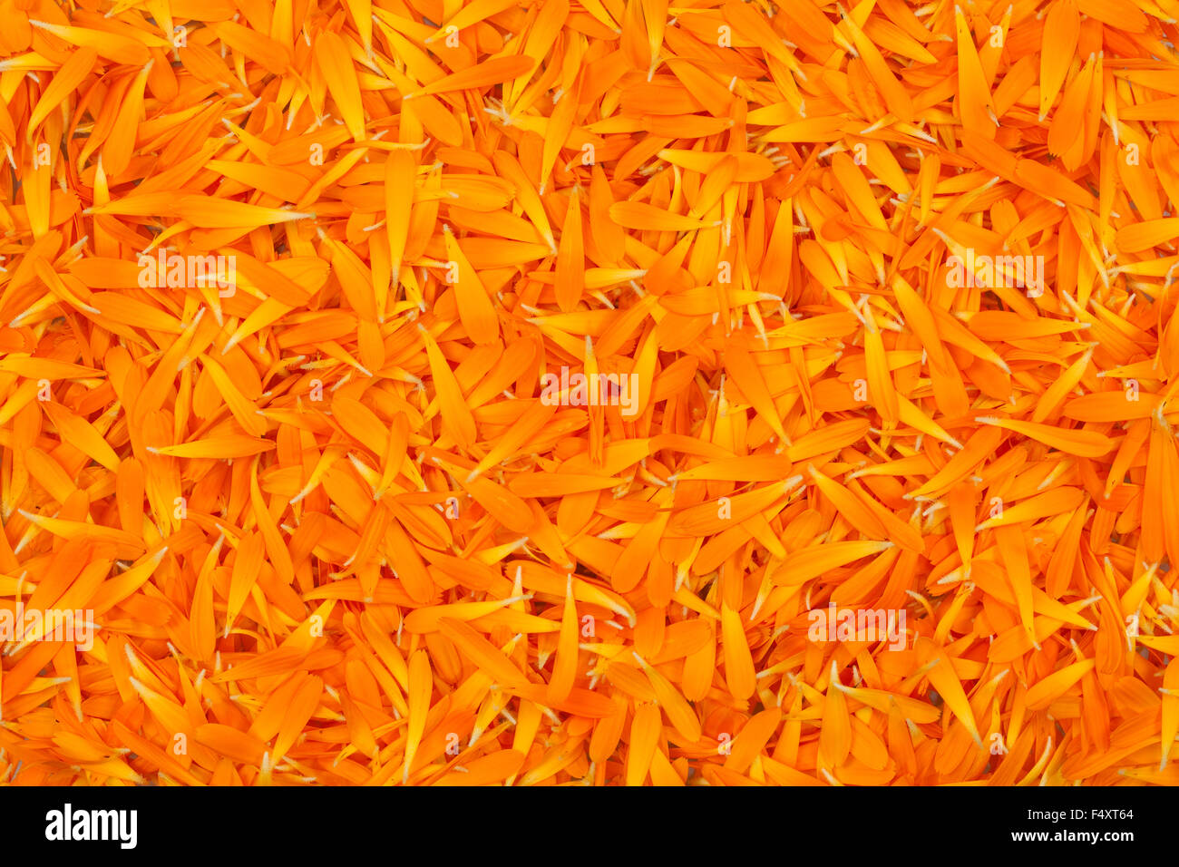 fresh petal marigold(Calendula officinalis) as background Stock Photo