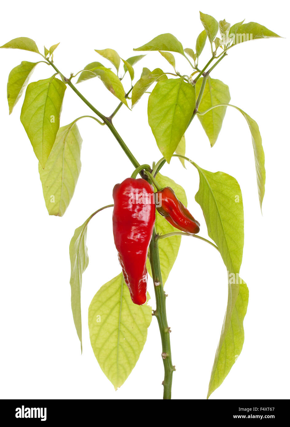 young seedling of red pepper on white background Stock Photo