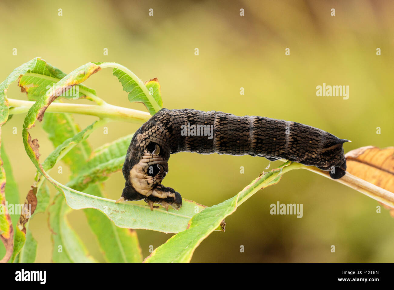 Elephant Hawk Moth Deilephila elpenor caterpillar feeding on Rosebay