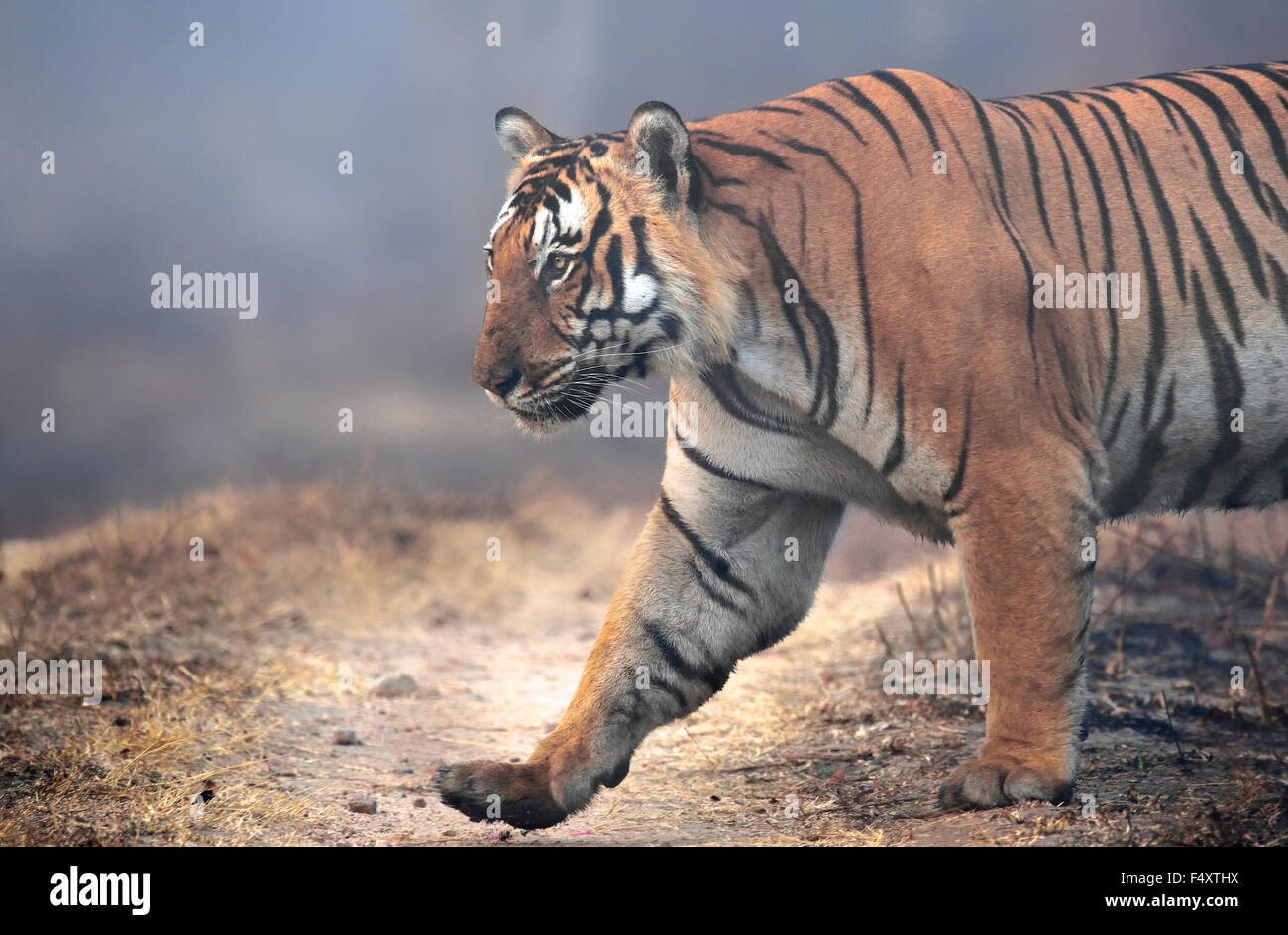 HUGE TIGER ! A big tiger covered in mist ! Stock Photo Alamy