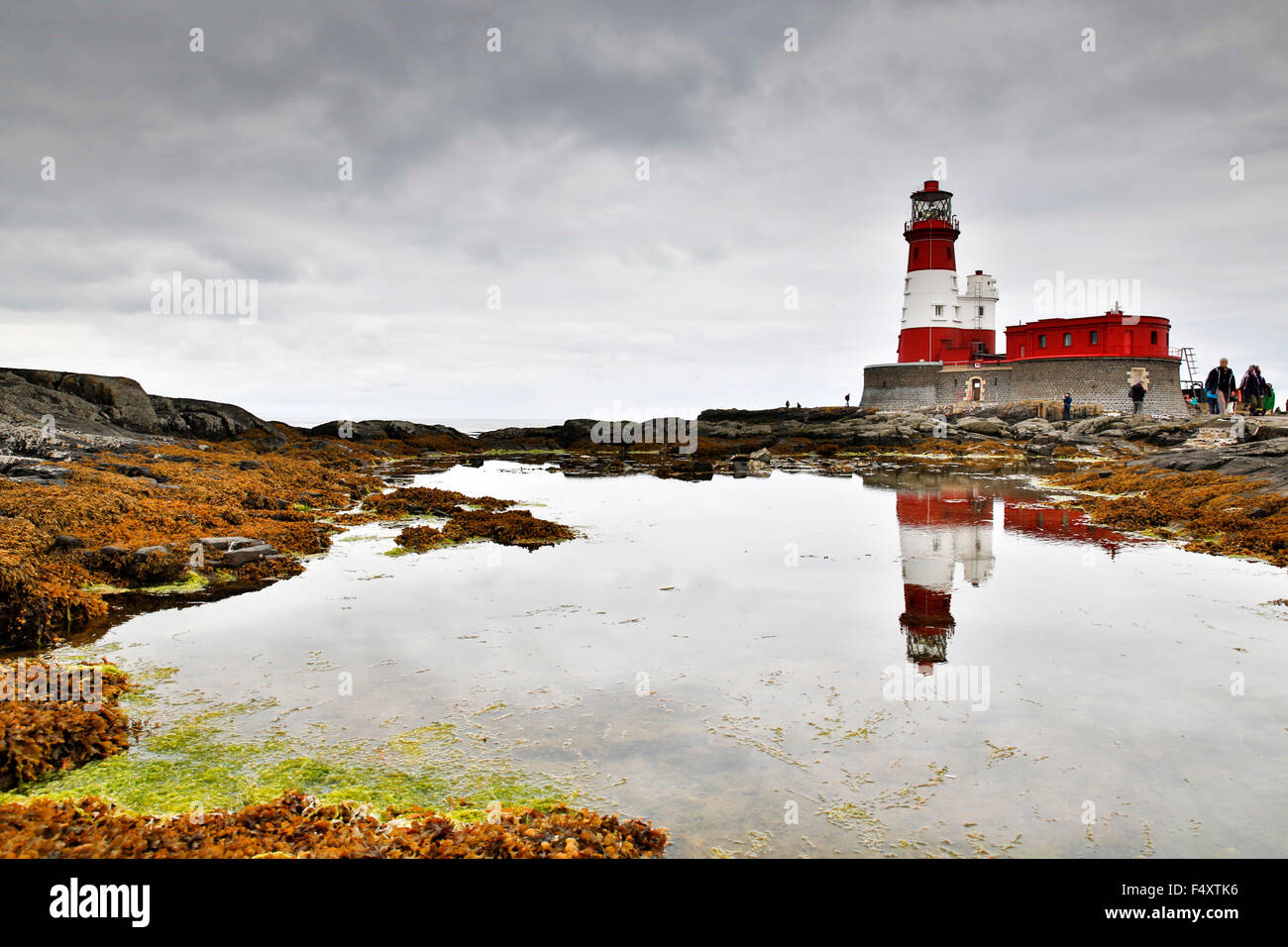 Farne Islands;  Northumberland; UK Stock Photo