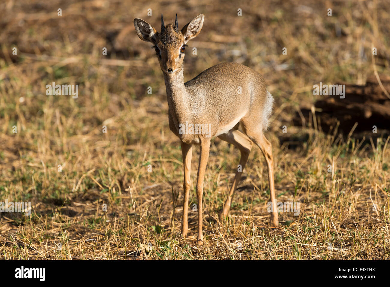 Yalangoch retro sport Rus porno tutatqi