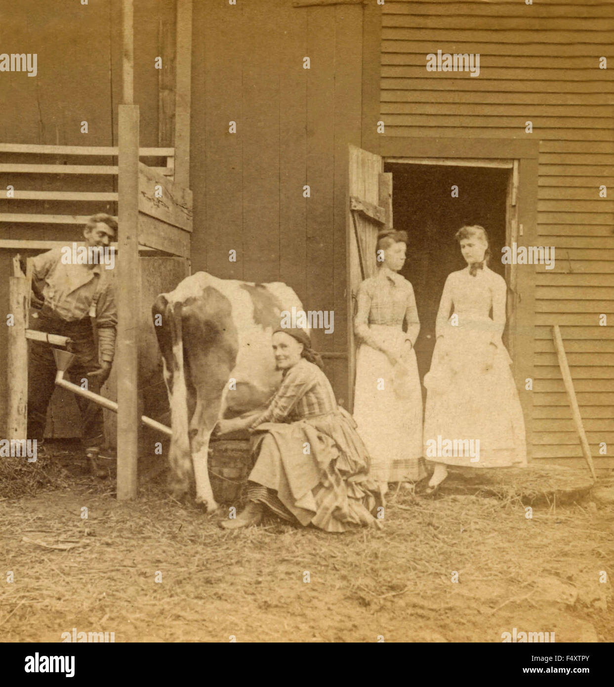 A woman milking a cow, USA Stock Photo