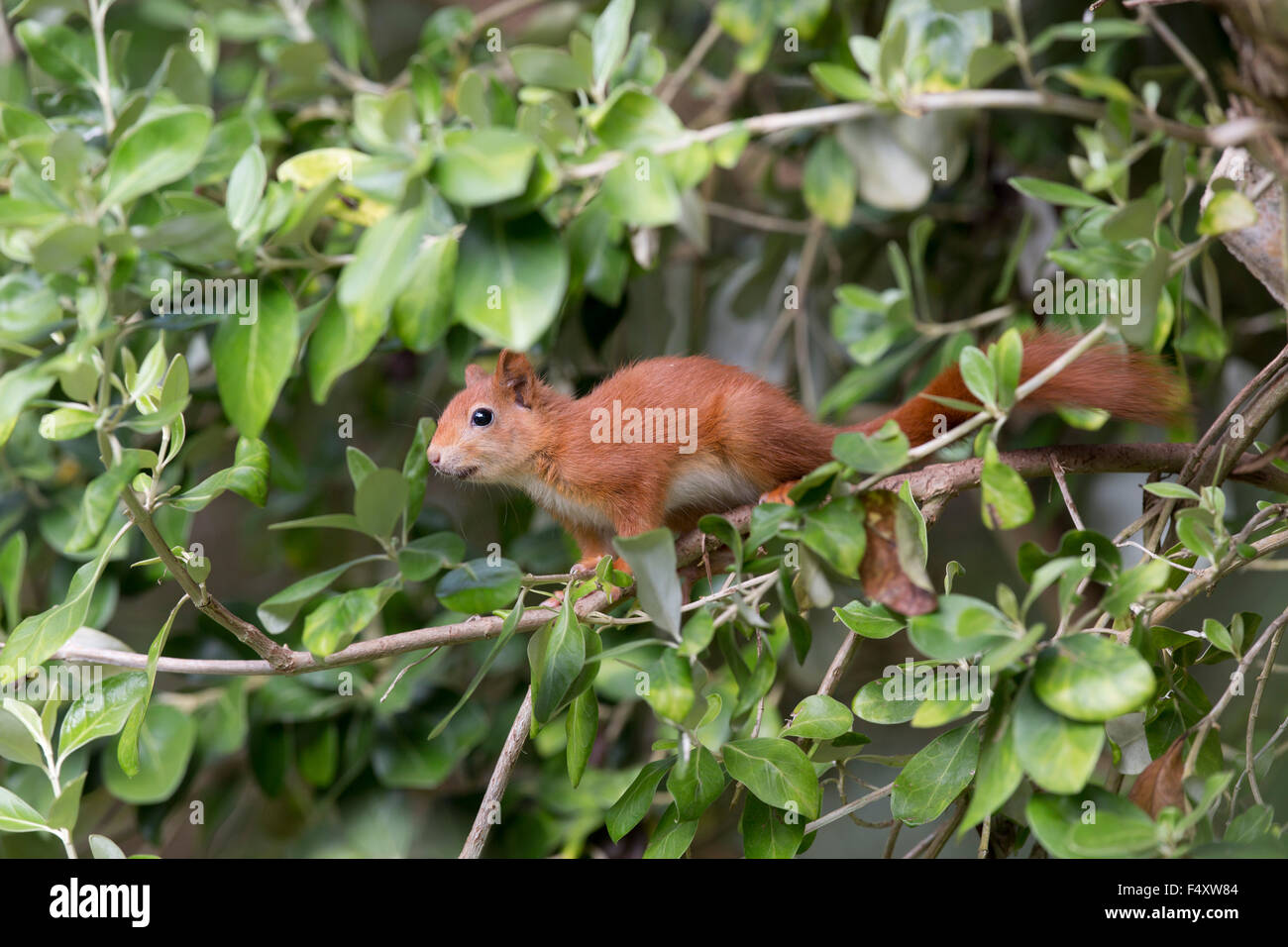 Red Squirrel; Sciurus vulgaris Single in Olearia traversii; Tresco; Isles of Scilly; UK Stock Photo