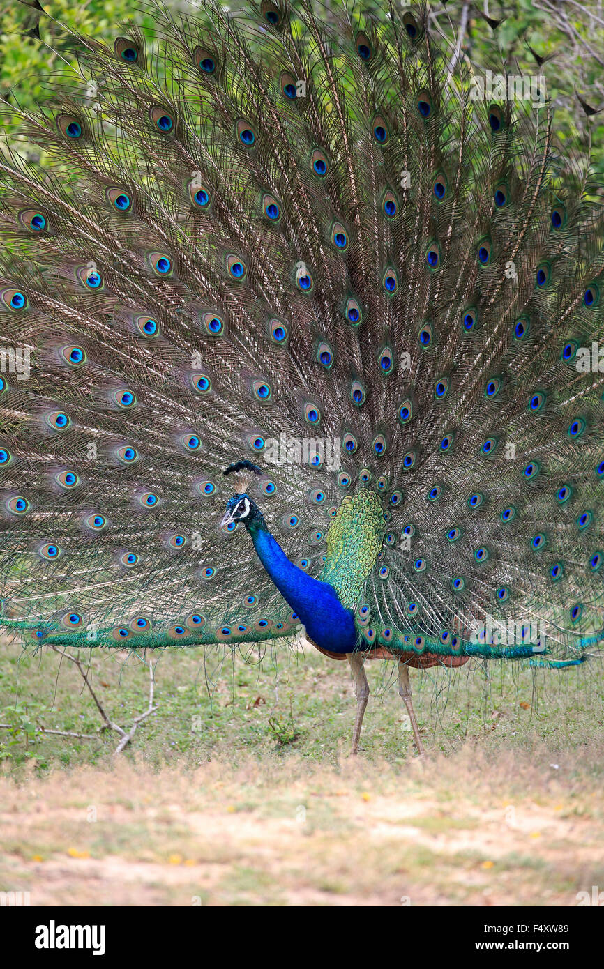 Indian peafowl or blue peafowl (Pavo cristatus), adult peacock spreading feathers, courtship display, Bundala National Park Stock Photo