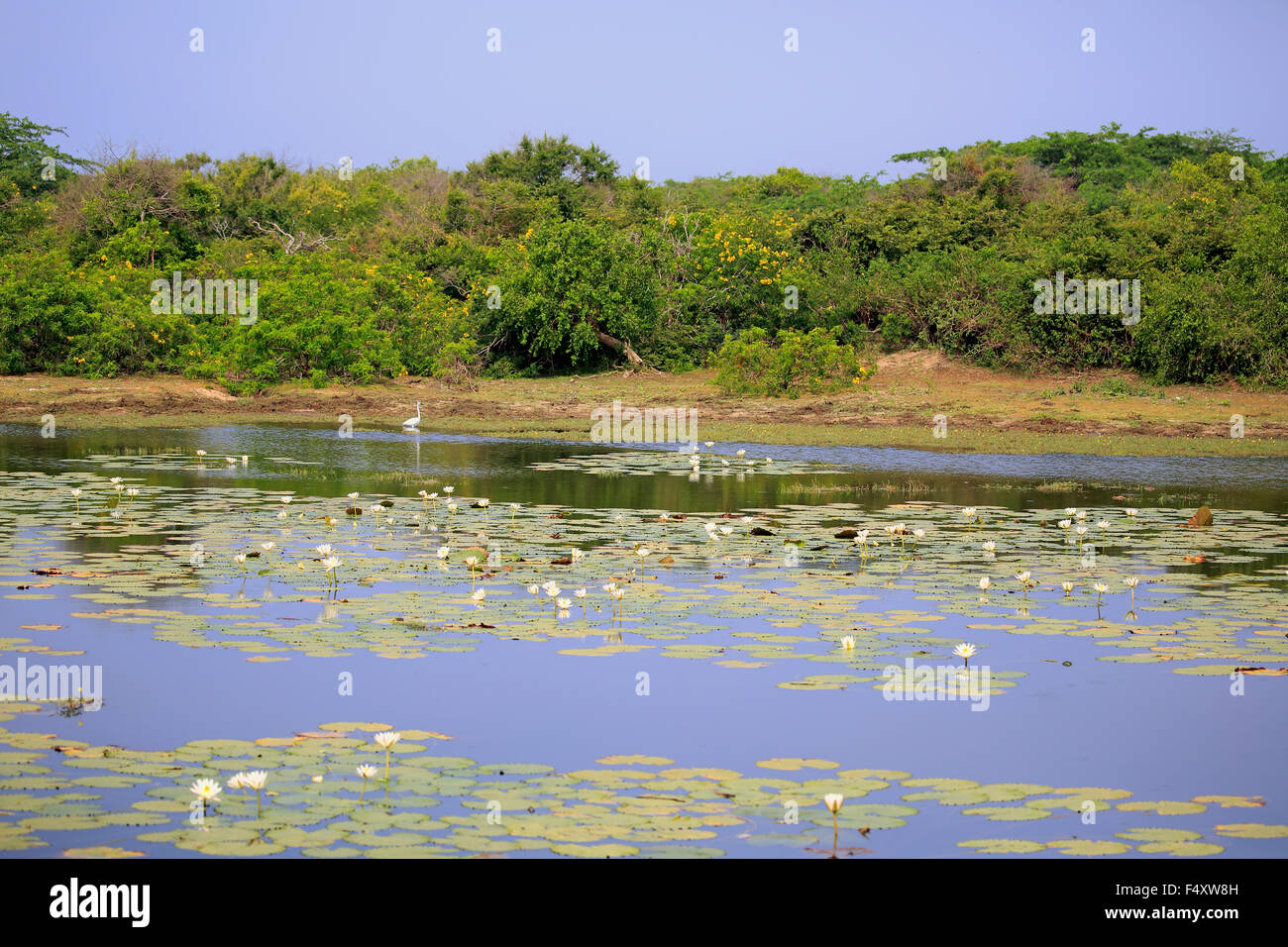 Waterhole with water lilies (Nymphaeaceae), flowering, Bundala National Park, Sri Lanka Stock Photo