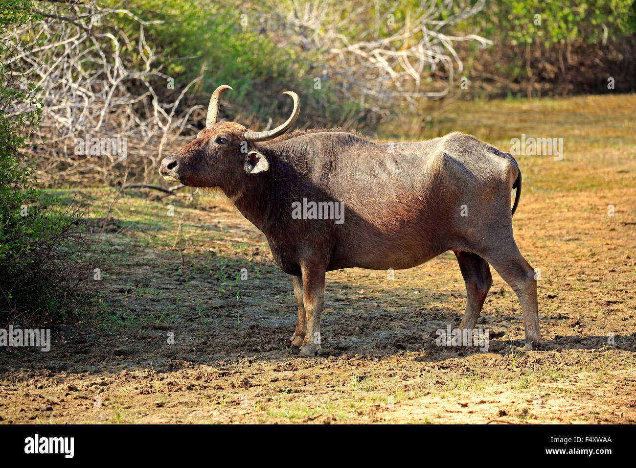 Wild water buffalo (Bubalus arnee), adult female, Yala National Park, Sri Lanka Stock Photo