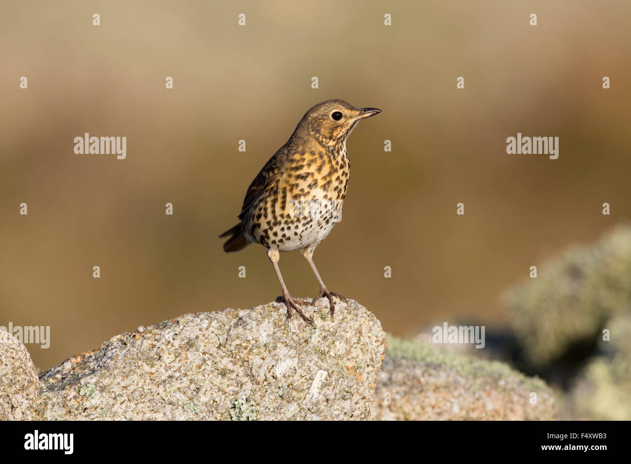 Song thrush bird uk hi-res stock photography and images - Alamy