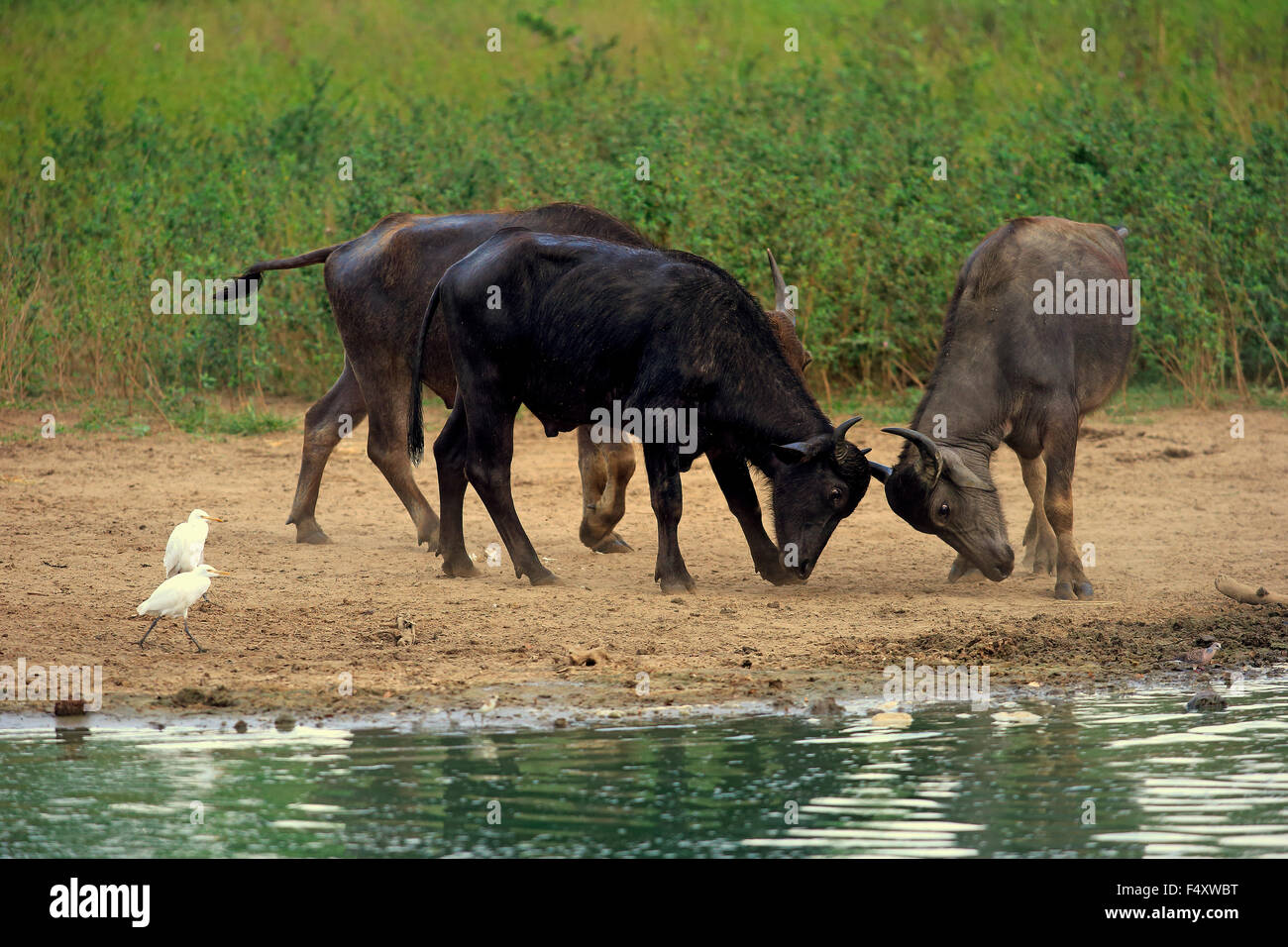 Water buffalo (Bubalis bubalis), adults fighting by water, cattle egrets (Bubulcus ibis), Bundala National Park, Sri Lanka Stock Photo