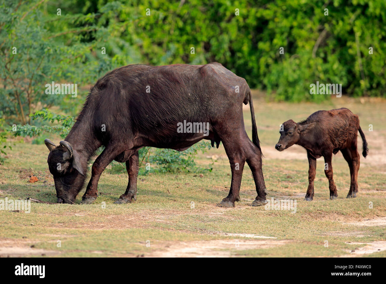 Water buffalo calf feeding hires stock photography and images Alamy