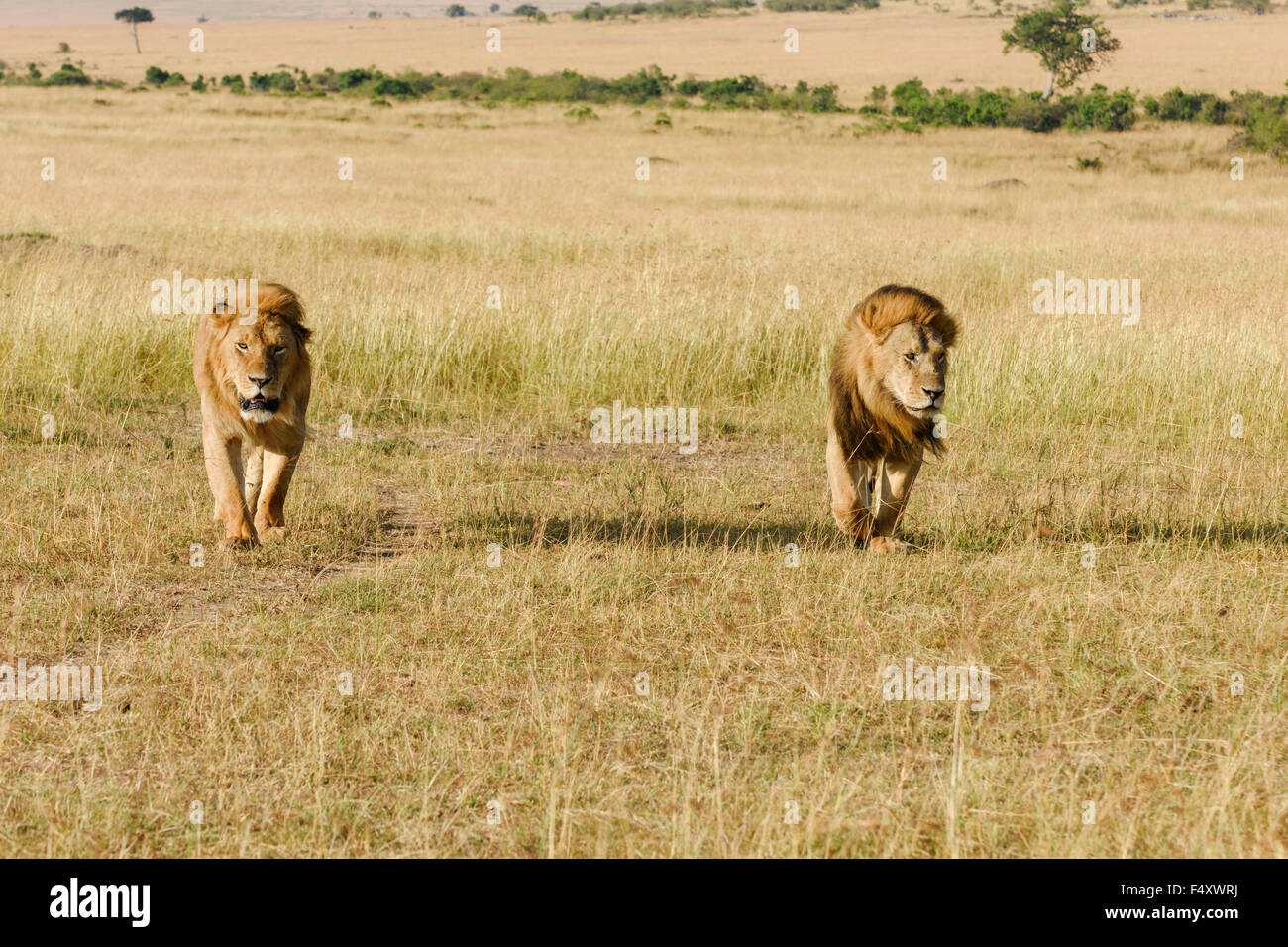Two male lions (Panthera leo), father and son, roaming savannah, Masai