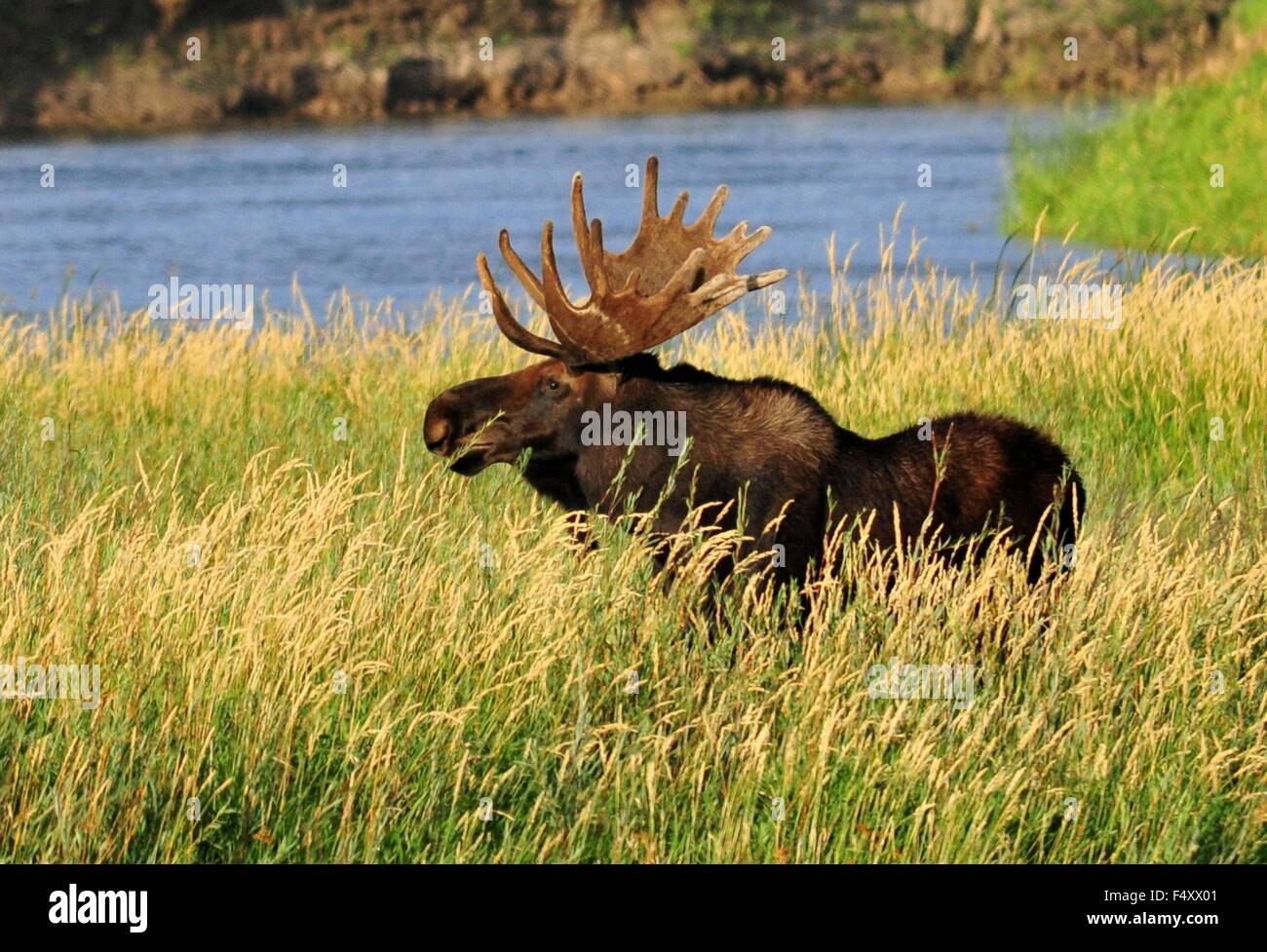 A bull moose eating Coyote Willow along the Green River at Seedskadee