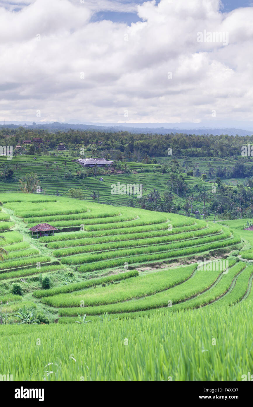 The famous rice terraces of Jatiluwih, Bali, Indonesia Stock Photo - Alamy