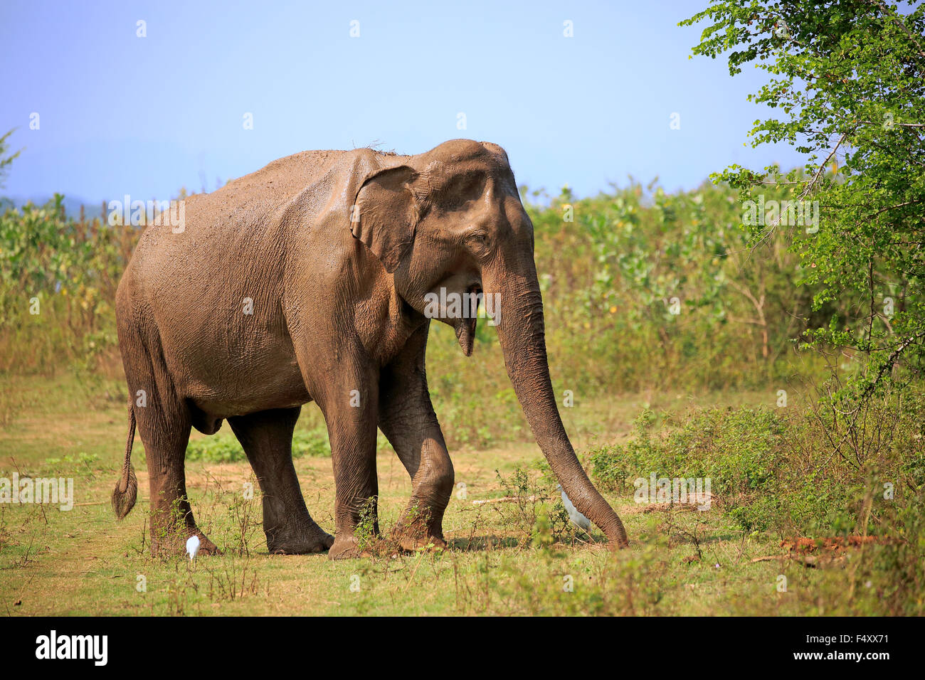 Sri Lankan elephant (Elephas maximus maximus), adult, male, foraging, Udawalawe National Park, Sri Lanka Stock Photo