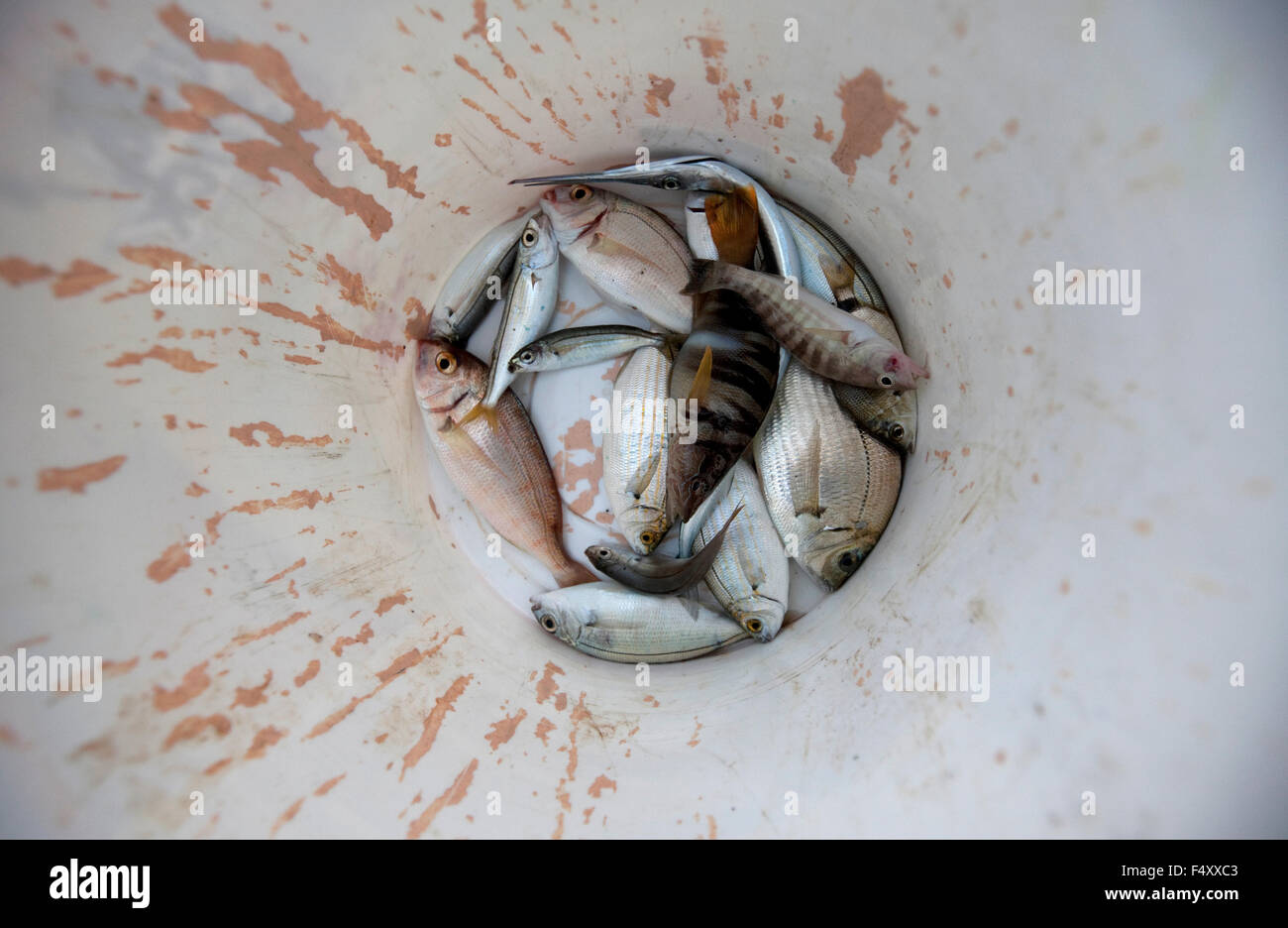 A fresh catch of various fish species laying on the bottom of a plastic bucket. Lemnos island, greece Stock Photo