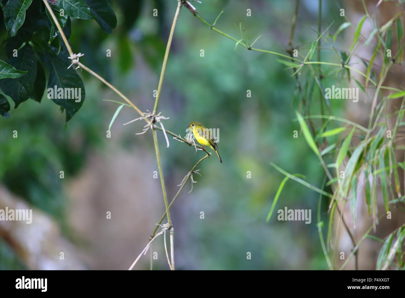 Citrine canaryflycatcher (Culicicapa helianthea) in Luzon,Philippines