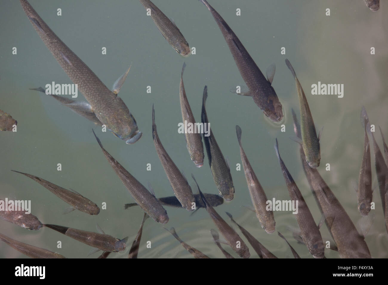 Mullet fish swim in the sea Stock Photo