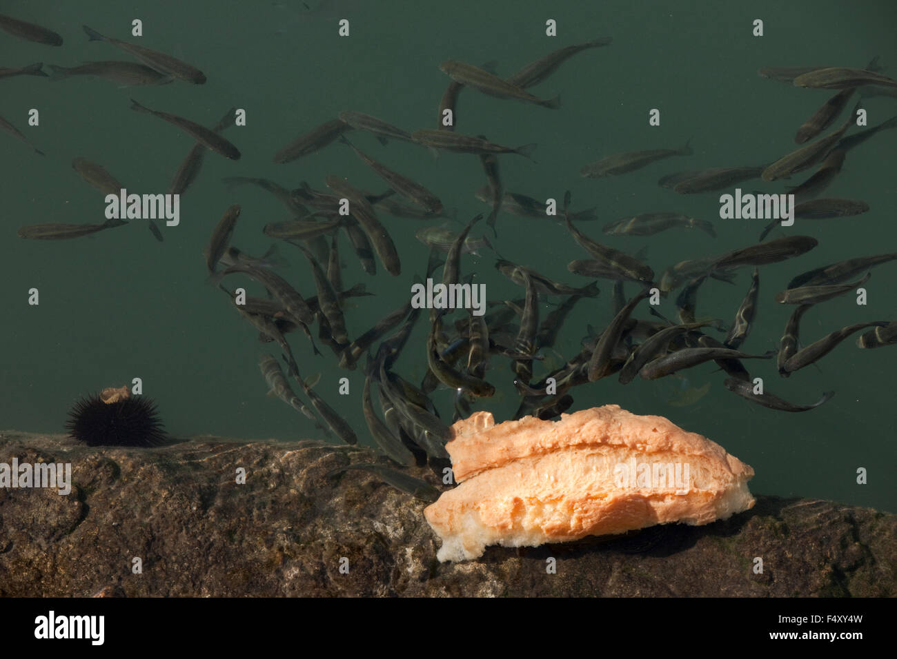 Wide view of a school of mullet fish eating a piece of bread floating on the sea surface Stock Photo