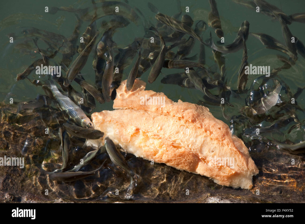 Closeup of a school of mullet fish eating a piece of bread floating on the sea surface Stock Photo