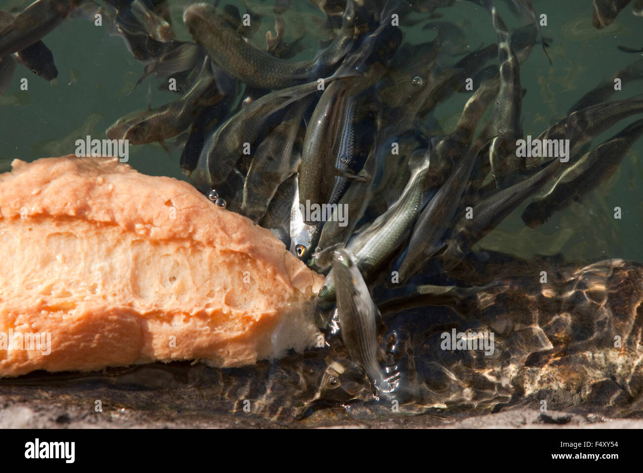 Close-up of a school of mullet fish eating a piece of bread floating on the sea surface Stock Photo