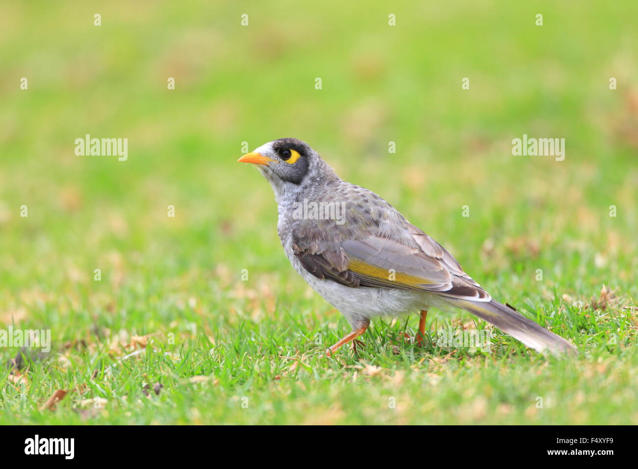 Noisy Miner (Manorina Melanocephala) in Royal N.P, NSW, Australia Stock Photo