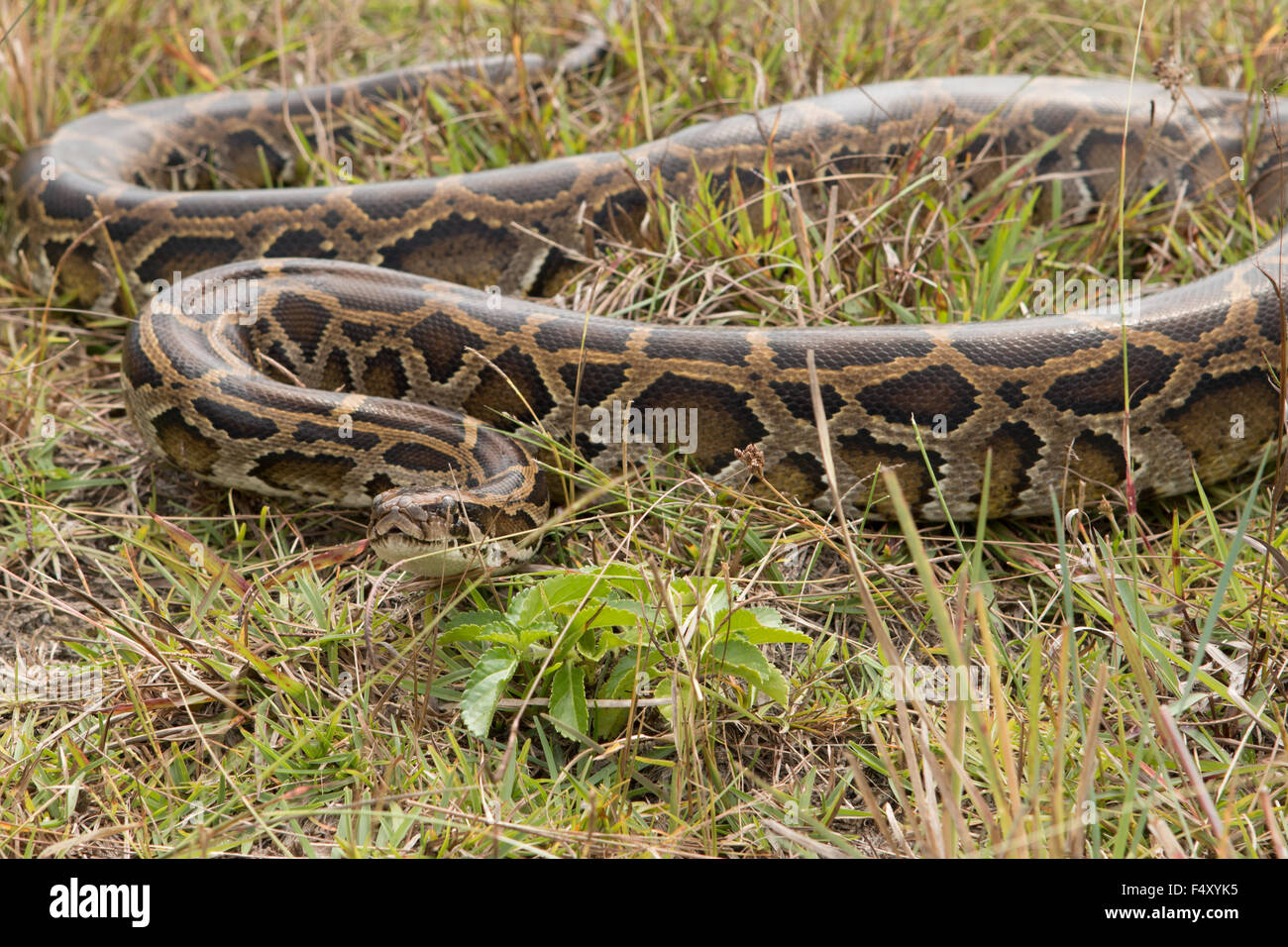 Wild Burmese python in grass found in Florida - Python bivittatus Stock ...