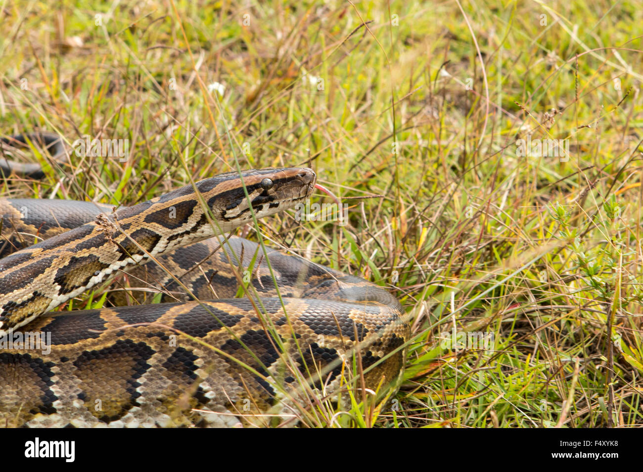 Wild Burmese python in grass in Florida - Python bivittatus Stock Photo ...
