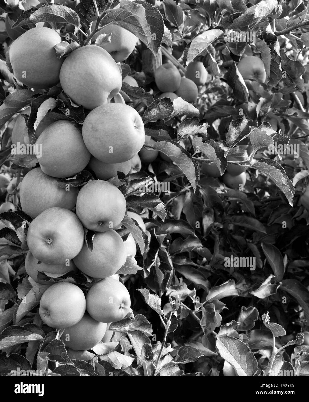 A bough full of apples hangs ready to be picked from the tree - monochrome processing Stock Photo