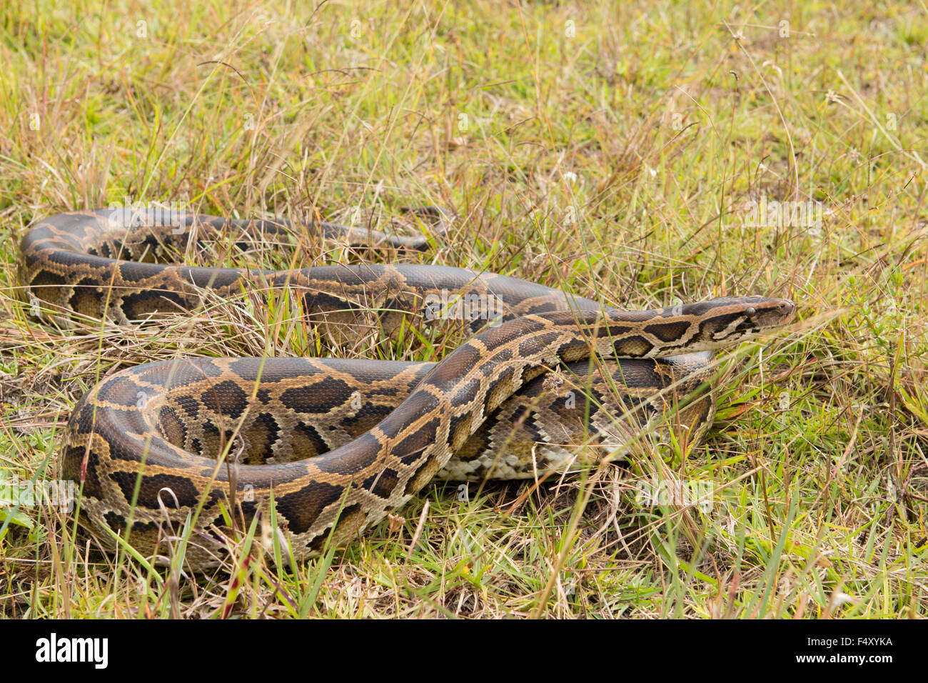 Wild Burmese python in grass found in Florida - Python bivittatus Stock ...