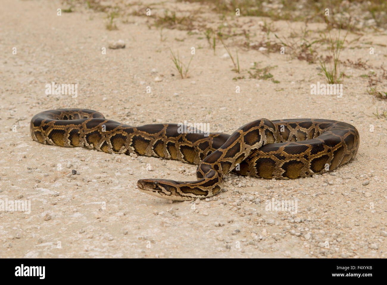 Burmese python on a sand road in Florida - Python bivittatus Stock ...