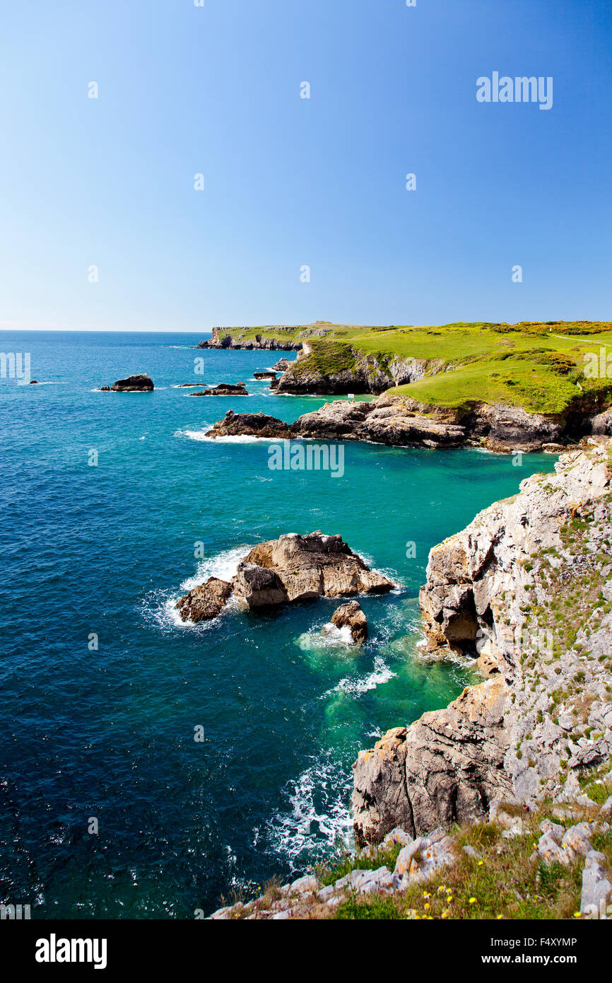 Looking towards St Govans Head from Broadhaven South on the Pembrokeshire Coast footpath, Wales, UK Stock Photo