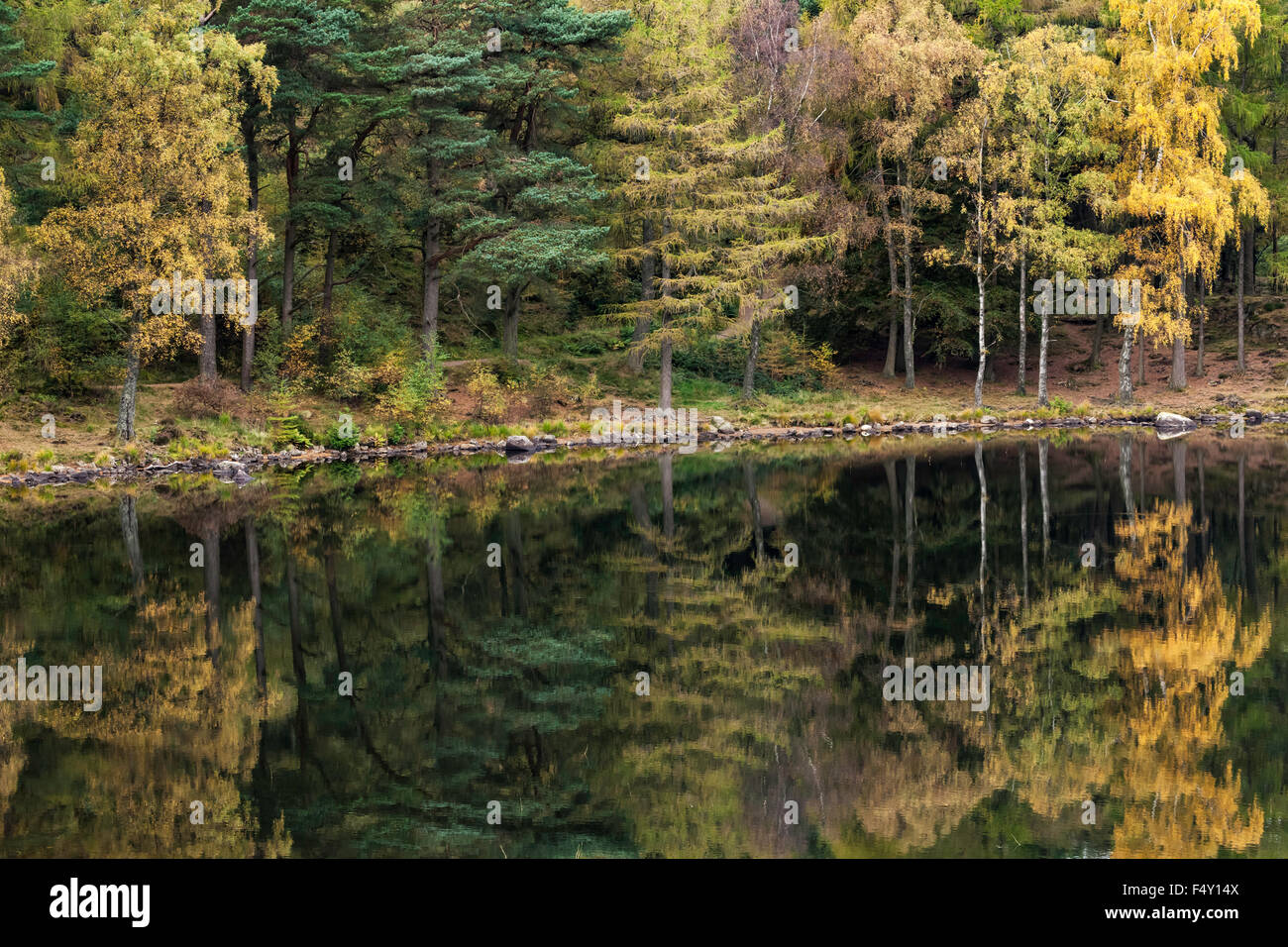 Trees Reflecting in Water of Blea Tarn Stock Photo - Alamy