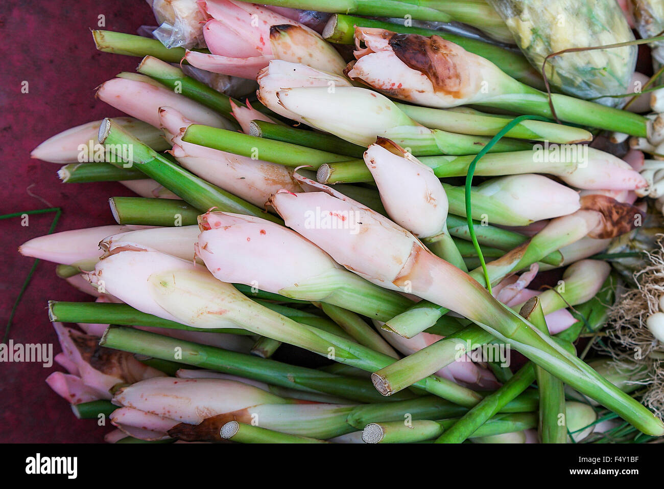 Ginger flower bud hires stock photography and images Alamy