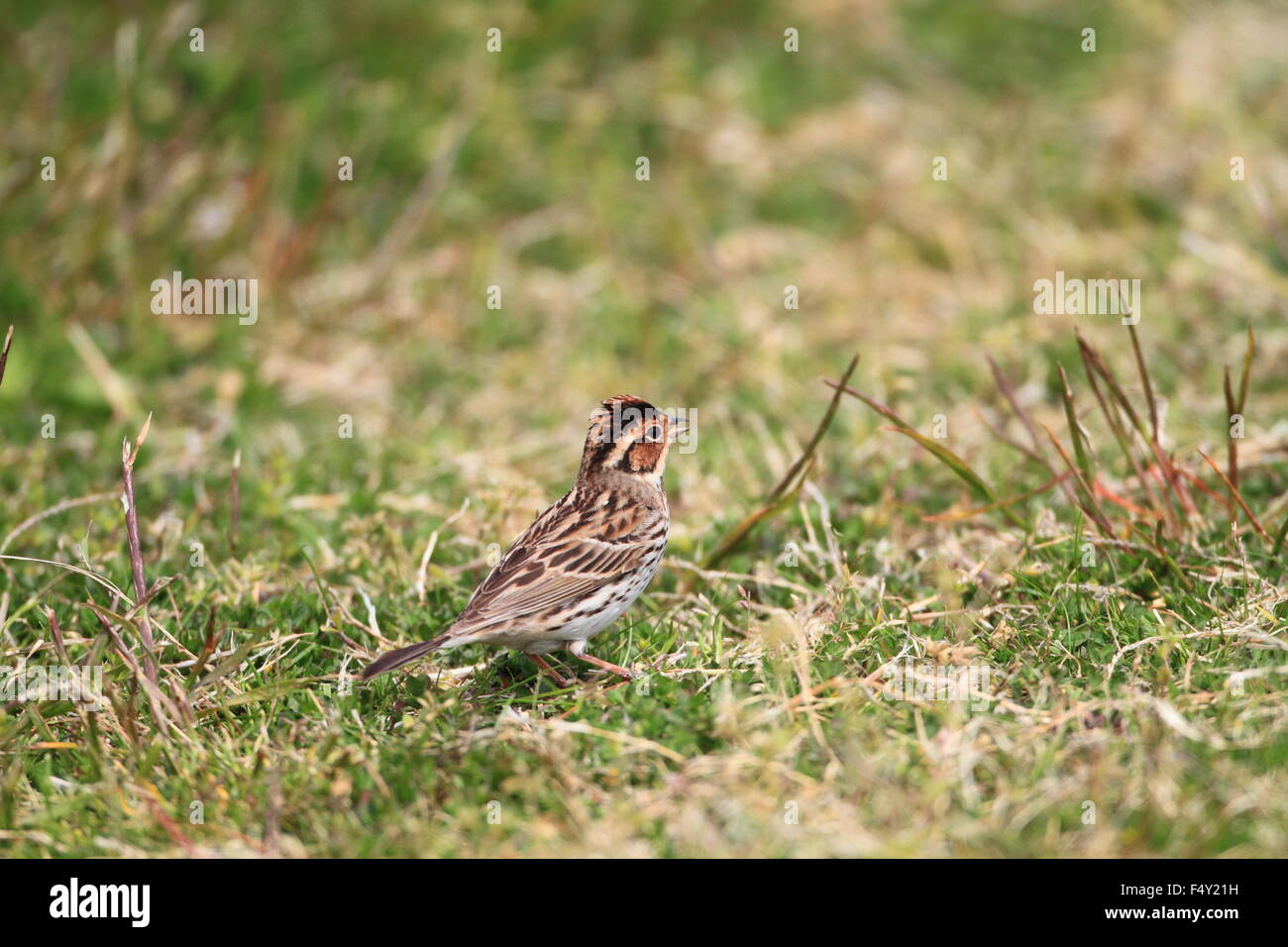 Little Bunting (Emberiza pusilla) in Japan Stock Photo