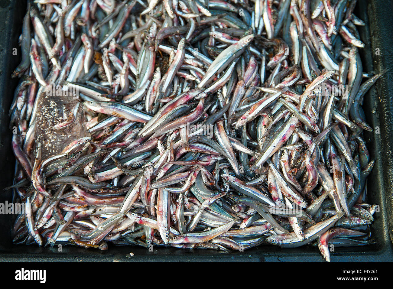 Fresh  anchovies selling at weekend local market.  Selective focus with shallow depth of field. Stock Photo